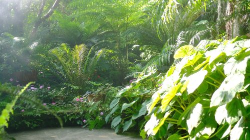 The Color-Changing Shrub That's Perfect For Morning Sun And Afternoon Shade