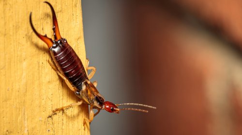 Finding Earwigs In Your Home Could Be A Sign Of Another More Harmful Infestation