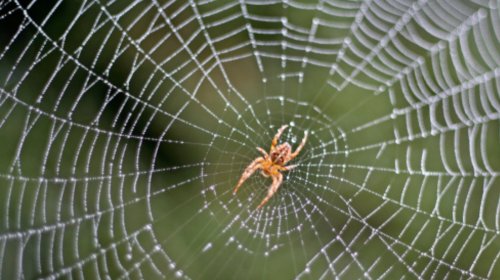 Types Of Spider Webs You'll See In The Garden And How To Identify Who They Belong To