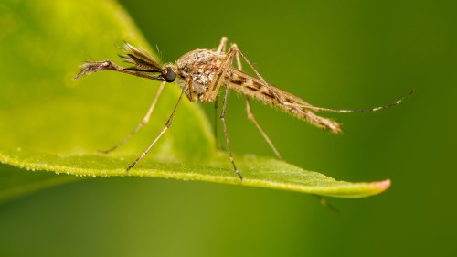 The Gardening Mistake That'll Have A Yard Swarming With Mosquitoes