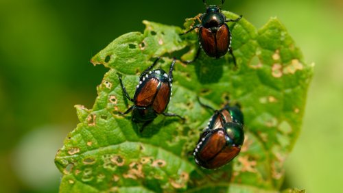 The Top 5 DIY Solutions For Keeping Pesky Japanese Beetles Out Of Your Garden