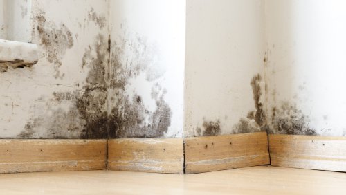 How To Get Rid Of Mold Around The House Naturally With Essential Oils - House Digest