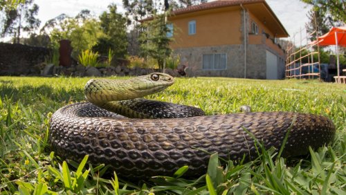 Avoid This Landscaping Mistake To Keep Snakes Far Away From Your Home
