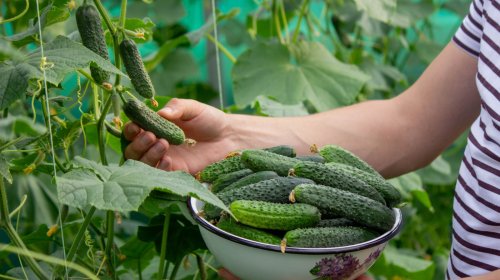 The Fast-Growing Veggie You Should Plant With Cucumbers For A Bountiful Harvest