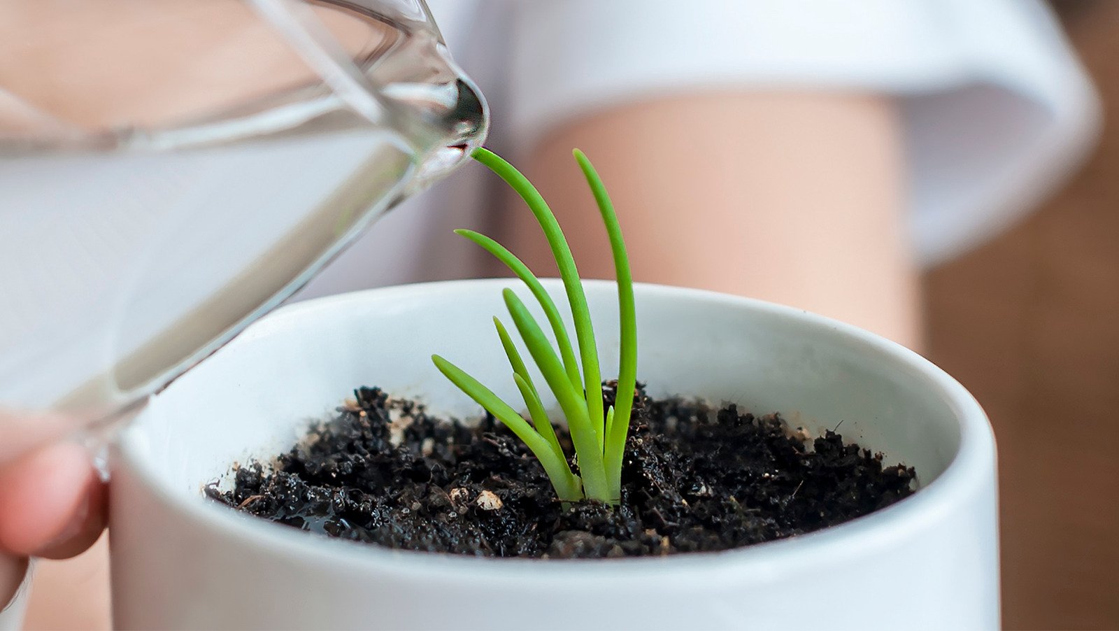 How Often Should Indoor Plants Be Watered?