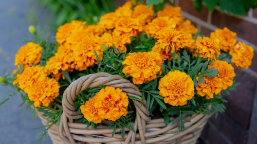 Can Mexican Marigolds Really Ward Off Pests From Your Garden?