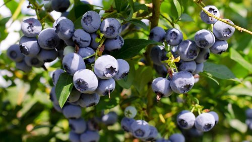 The Biggest Mistakes You're Making When Growing Blueberry Bushes