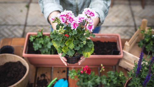 When Should You Bring Your Plants Inside This Fall?