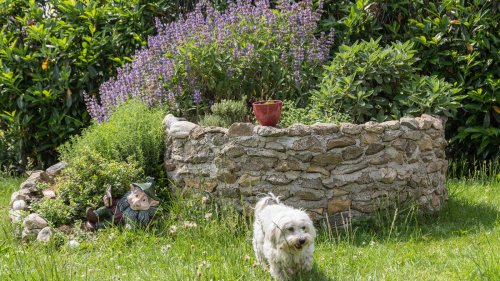 15 Plants You Can Grow That Your Dog Will Love