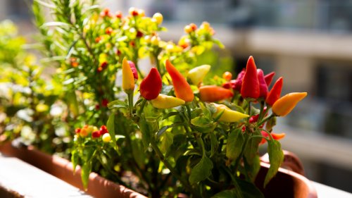 15 Spicy Peppers You Can Grow In Your Garden