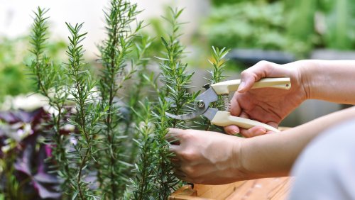 Try These Easy Tips For Propagating Delicious Rosemary Indoors