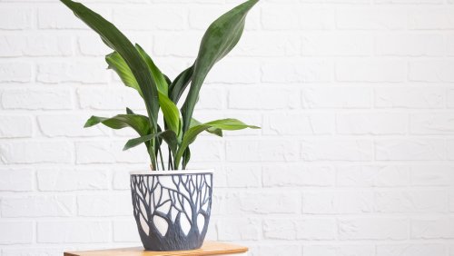 If You're Looking For A Houseplant You Can't Kill, Meet The Indestructible Cast-Iron Plant