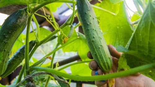 Don't Miss Out On Healthy Cucumbers By Overlooking These Garden Mistakes