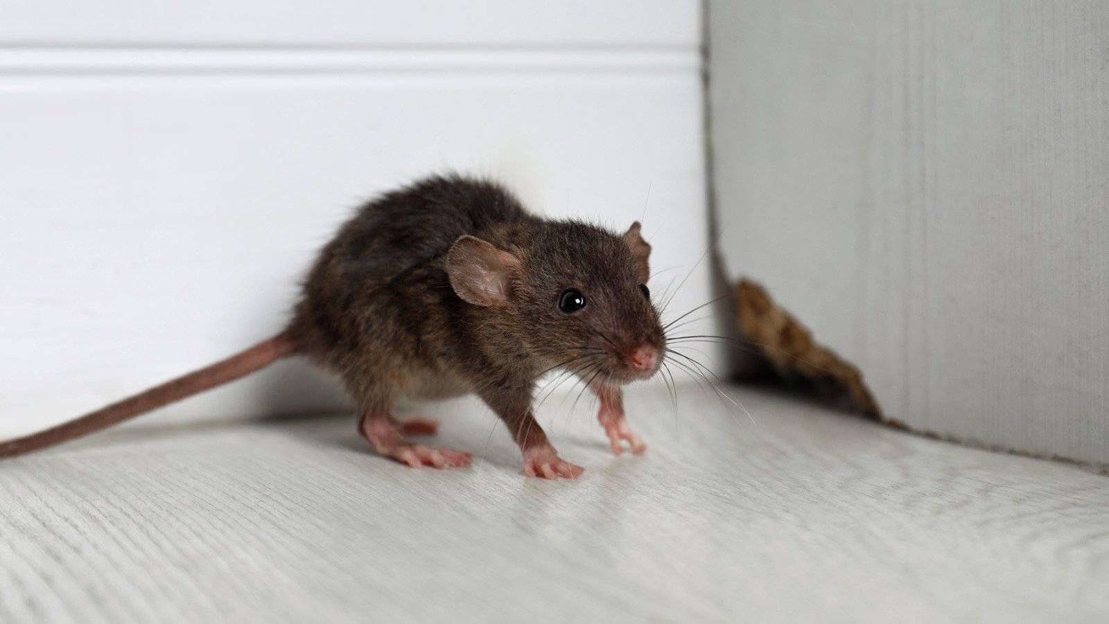Banish Mice From Your Home With A Cooking Staple That's Already In Your Kitchen