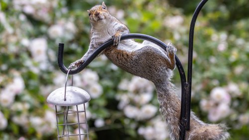 The Overlooked Solution For Keeping Squirrels Out Of Your Bird Feeder Is So Simple