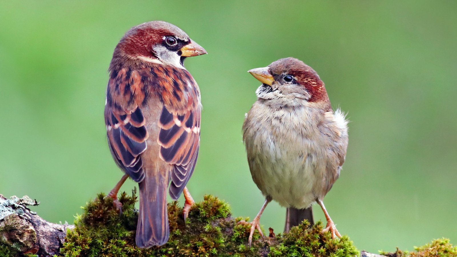 Attract More Birds To Your Yard Using Items You Can Find In Your Backyard - House Digest