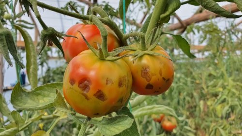 How To Stop Tomato Blight In Its Tracks