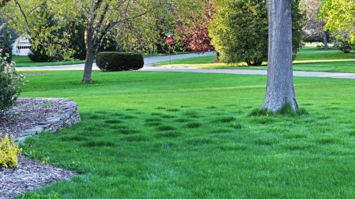 Here's How To Level A Bumpy Lawn Without The Use Of Heavy Equipment