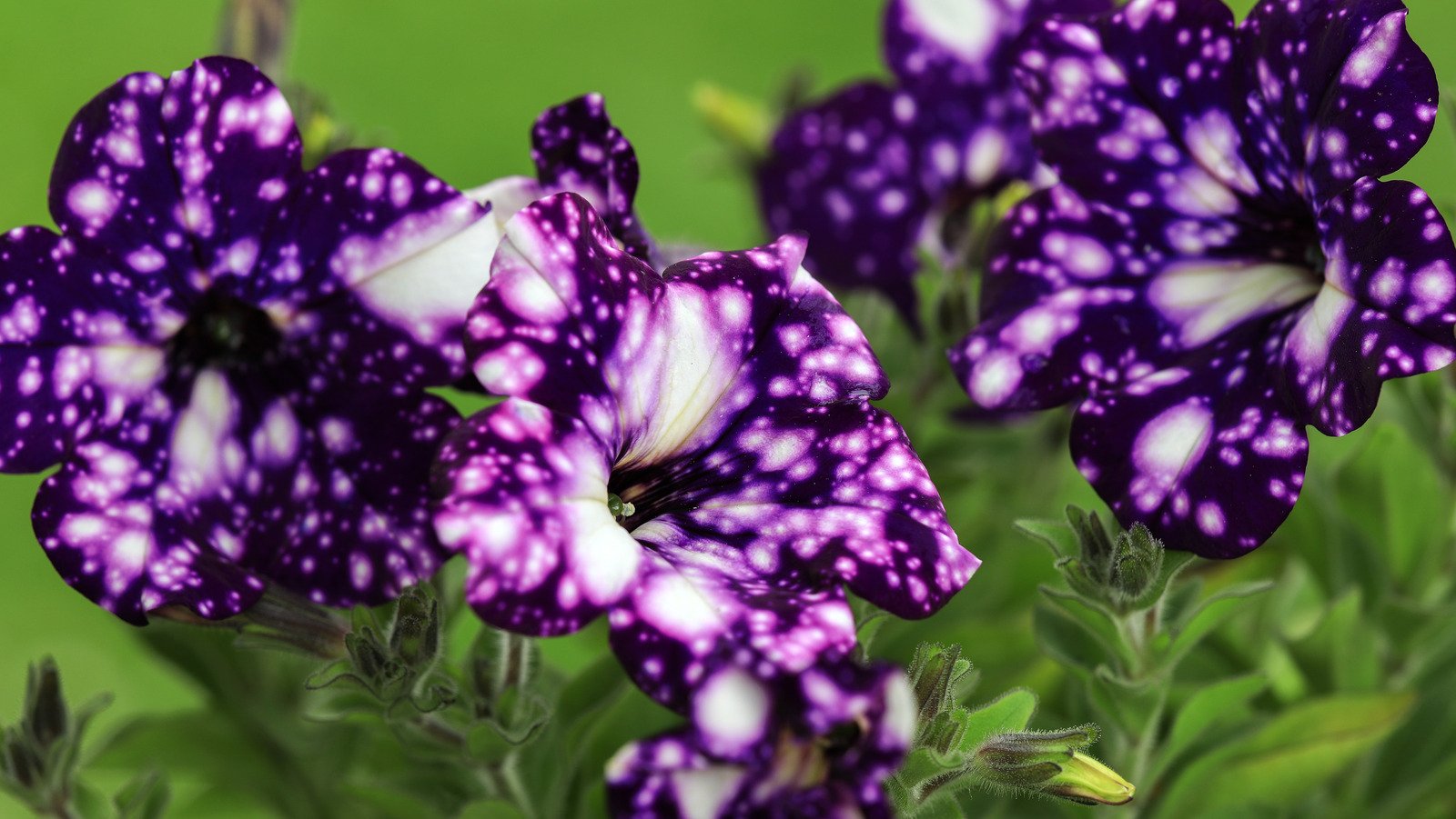 15 Best Purple Plants For Your Flower Garden - House Digest