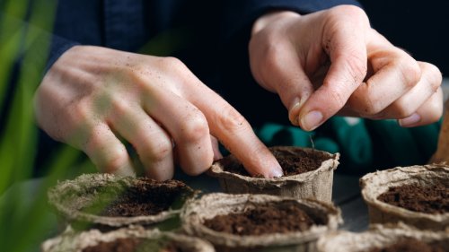 The Type Of Garden Seed You Shouldn't Save And Why