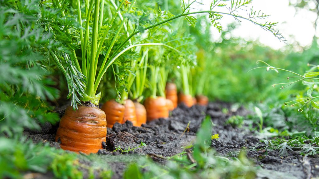 Gardening 