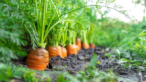 A Simple Plank Of Wood Is The Secret To Sowing And Growing Better Carrots