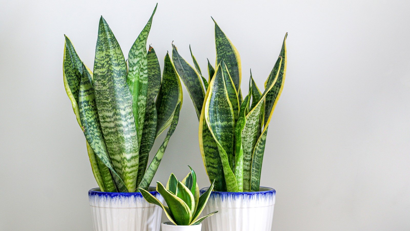 12 Issues You Should Know About Before Growing Snake Plants