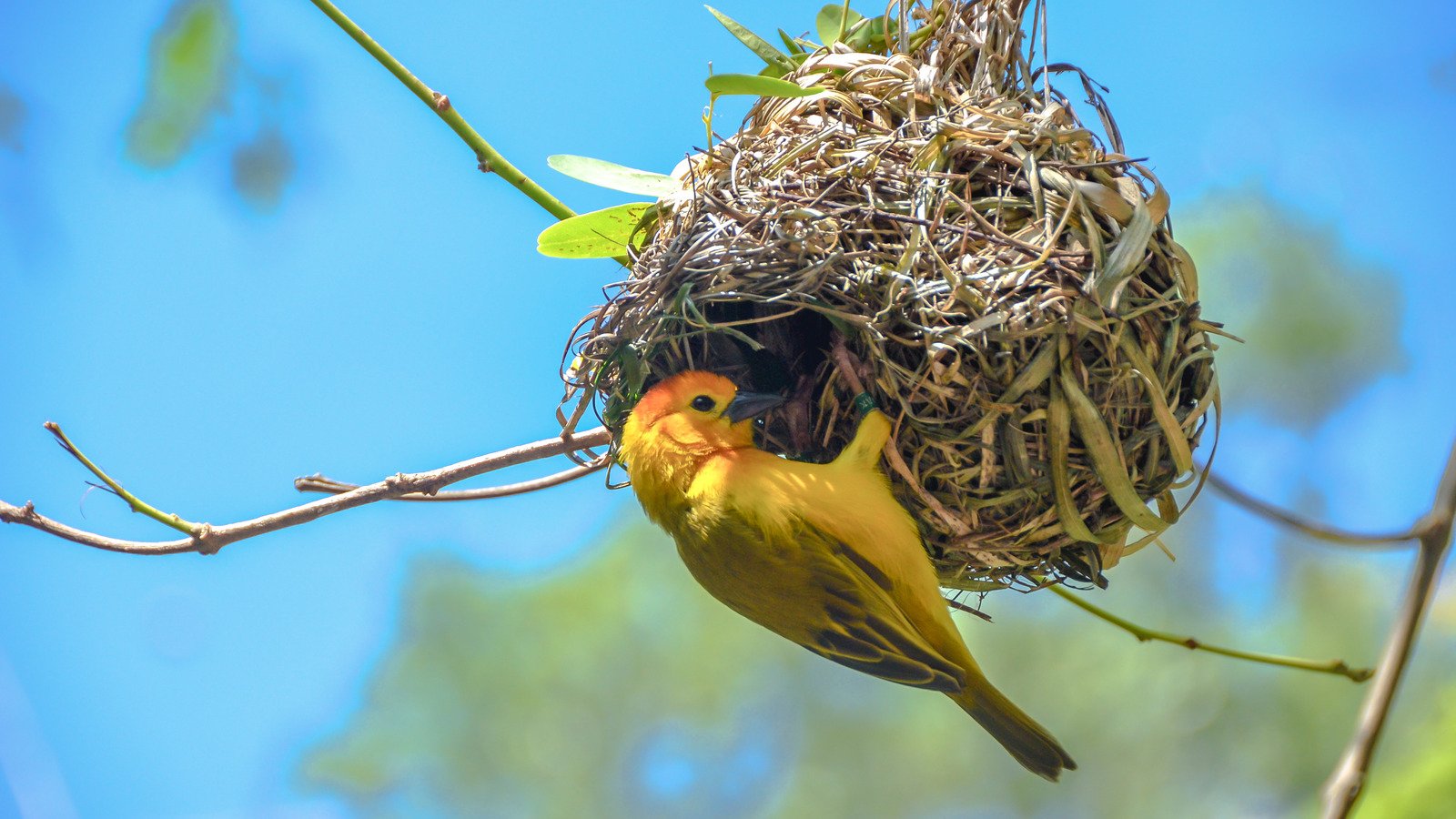 The Best Nest Materials To Leave Out For Birds