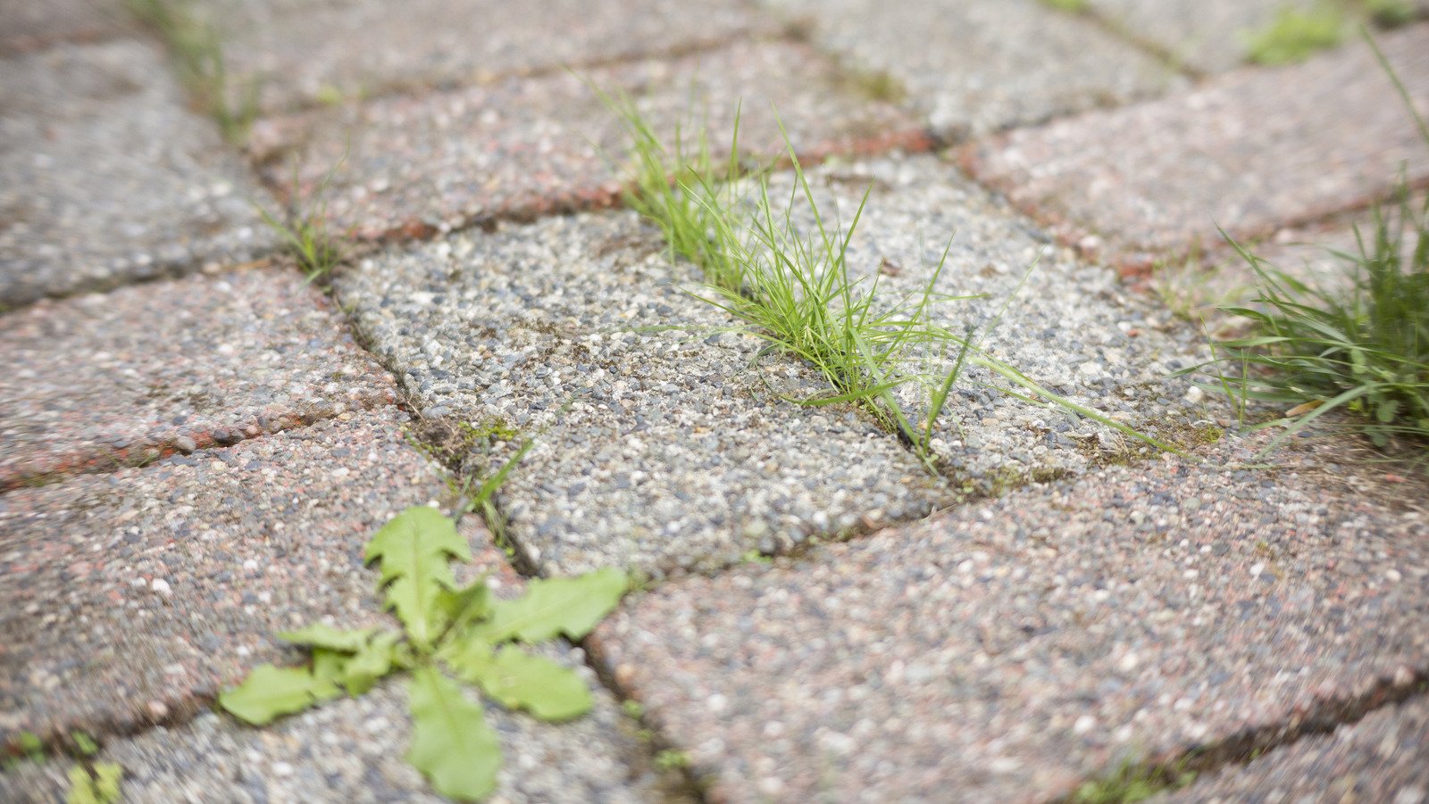 Stop weeds from growing between pavers with these simple soultions