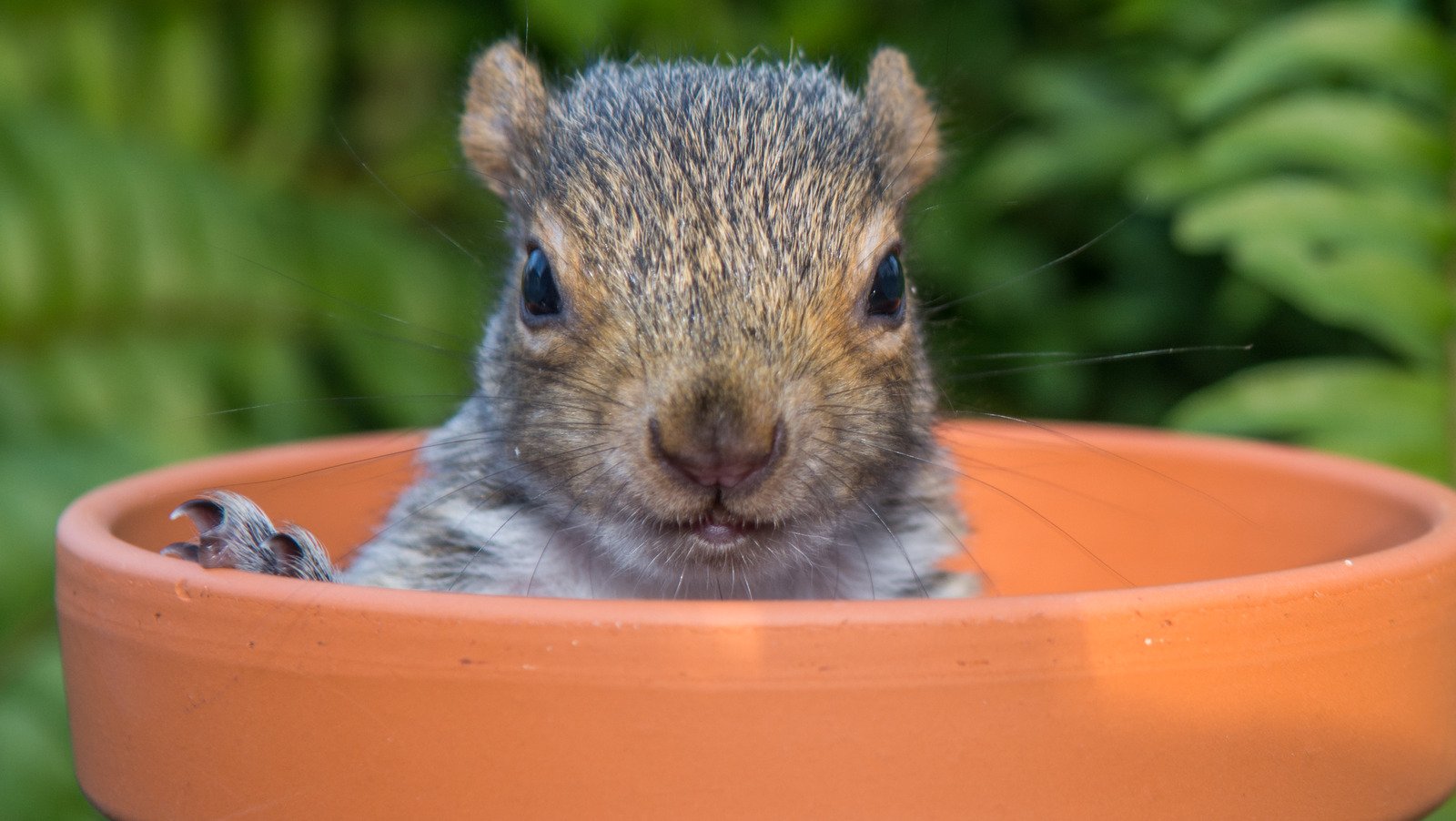 The Staple Ingredient That'll Keep Squirrels Out Of Your Yard