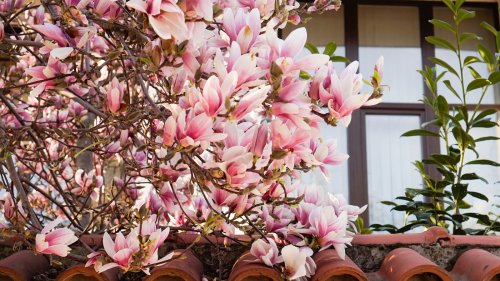 15 Flowering Trees That Will Bring Romance To Your Yard