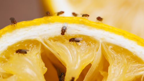 Repel Fruit Flies From Your Home With 9 Plants They Cannot Stand