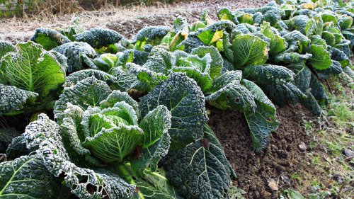 How To Protect Your Vegetable Garden From Freezing Temperatures