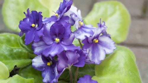 What To Do If The Leaves On Your African Violet Are Curling