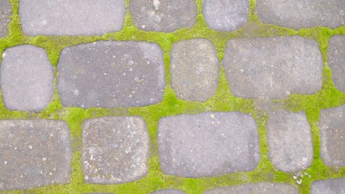 8 Brilliant Hacks To Help Tackle Mossy Driveway Pavers