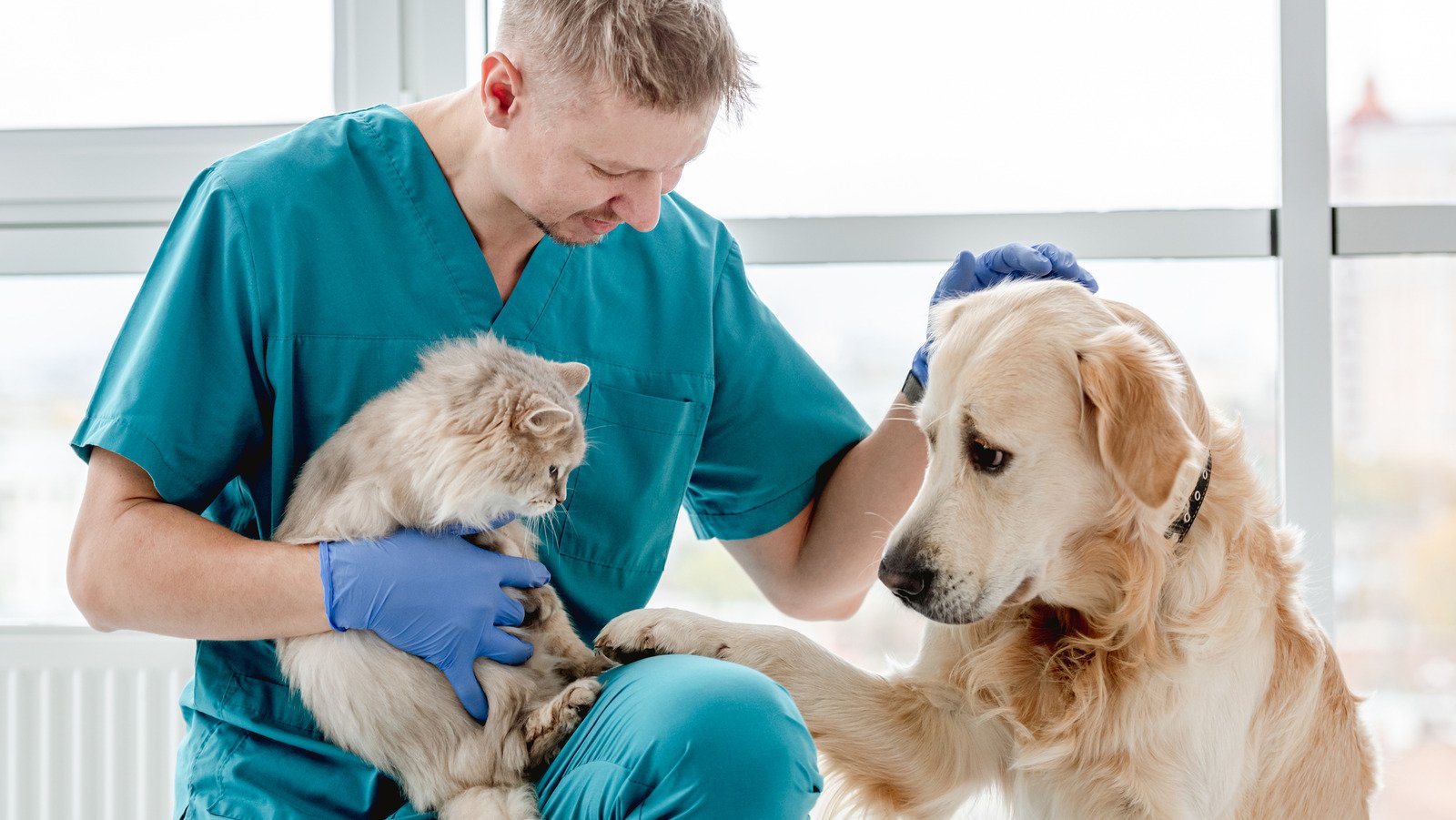 The Best Way To Organize Your Pet's Health Records - House Digest