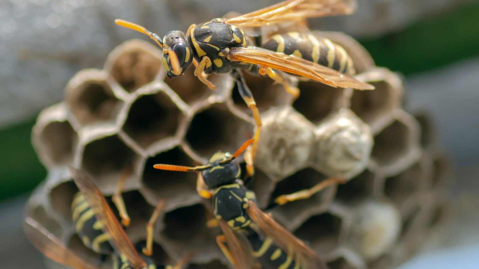 An Expert Explains The Safest Way To Remove A Wasp's Nest From Your Home – Exclusive
