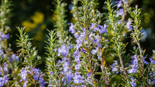 Why You Should Plant Rosemary Near Your Garden Gate