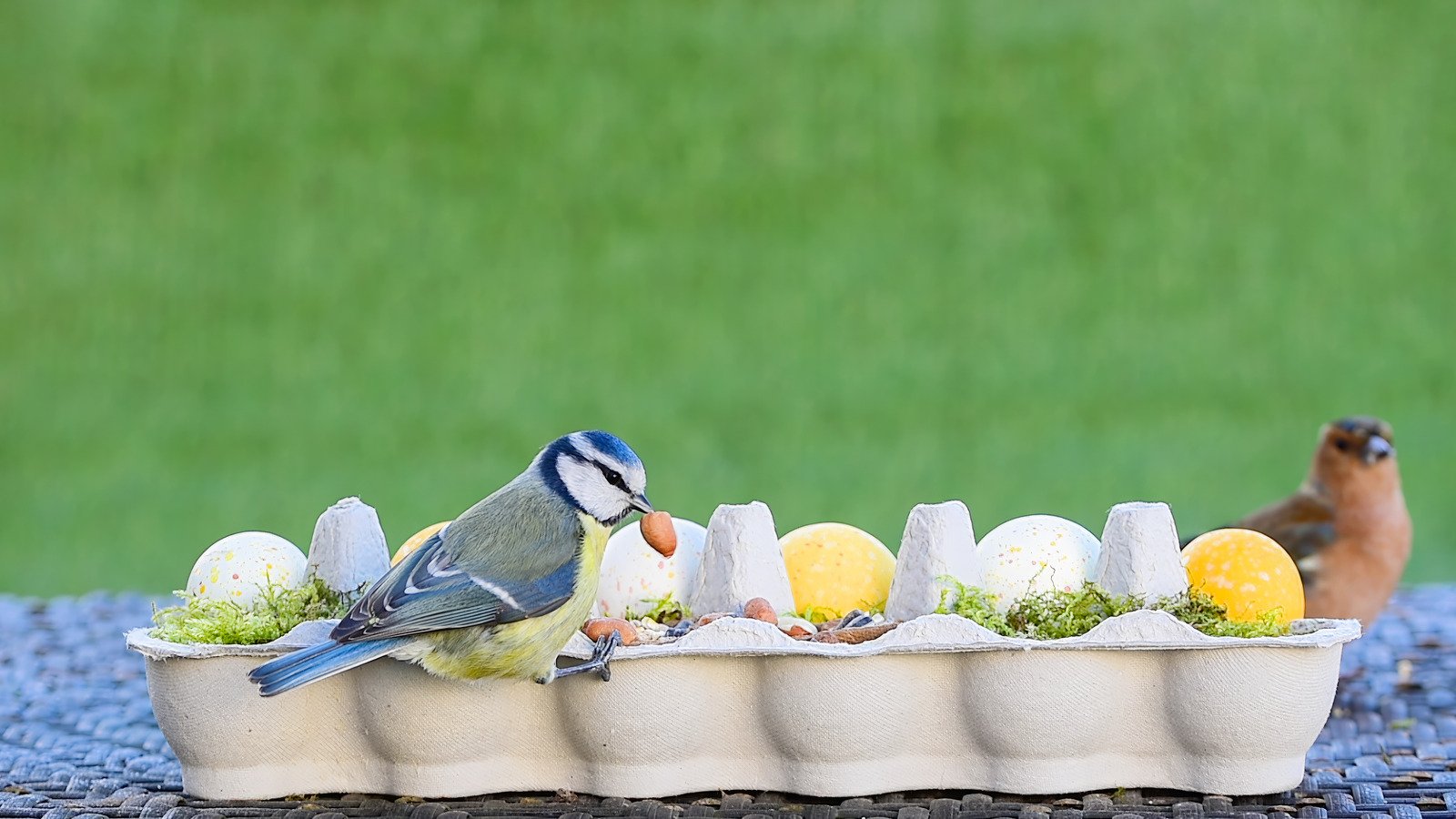 An Old Egg Carton Is The Secret To Attracting More Birds To Your Yard