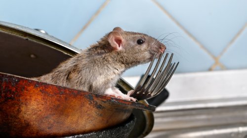 Repel Rats From Your Home & Garden With A Common Kitchen Spice In Your Pantry
