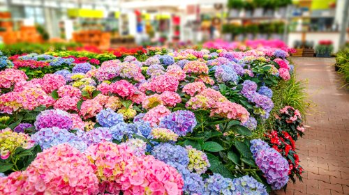 The Grocery Store That's Known To Carry Budget-Friendly Hydrangeas