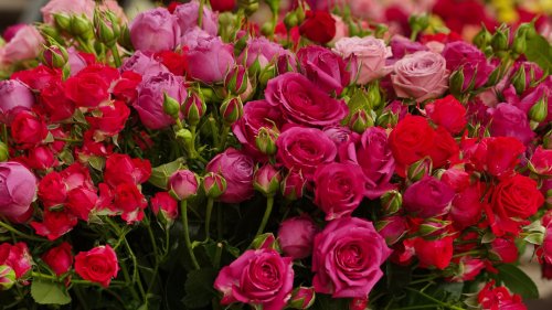 The Best Time Of Year To Plant Roses, According To A Gardening Expert