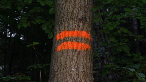 What It Means If You See An Orange Painted Tree