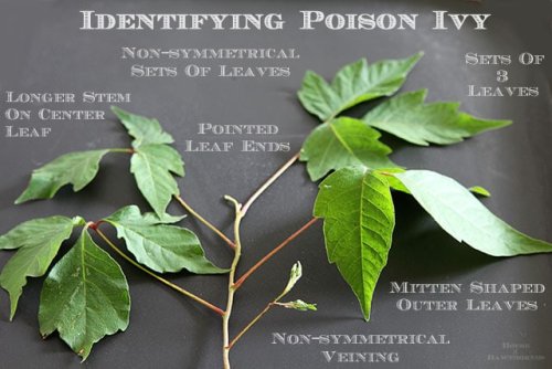 Poison Ivy 101: How To Identify, Treat And Prevent