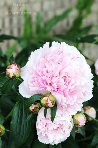 Flower Gardening - Tips, Tricks & Inspiration - cover