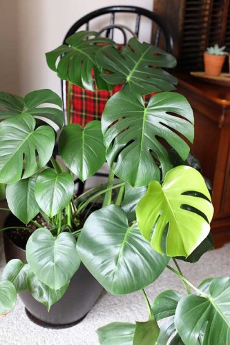 Plant Mama Therapy | Growing Indoor Plants (Houseplants) - cover