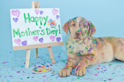 A Heartwarming Mother’s Day Gift: Adopting a Pet to Share Love & Joy