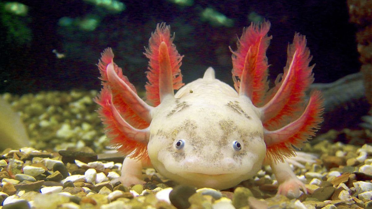 The Super-cute Axolotl Is Also a Ruthless Carnivore