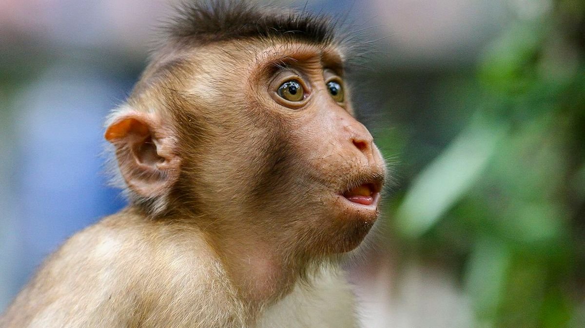 Monkeys Have the Anatomy for 'Human' Speech, But Not the Brains