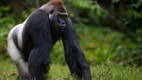 The Western Lowland Gorilla Is Susceptible to Ebola
